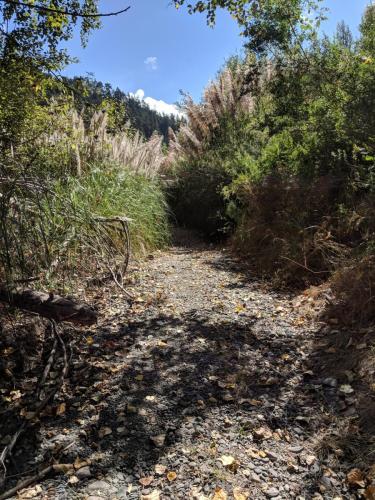 Riparian Photo - typical trail alignment